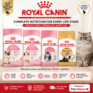 Royal canon